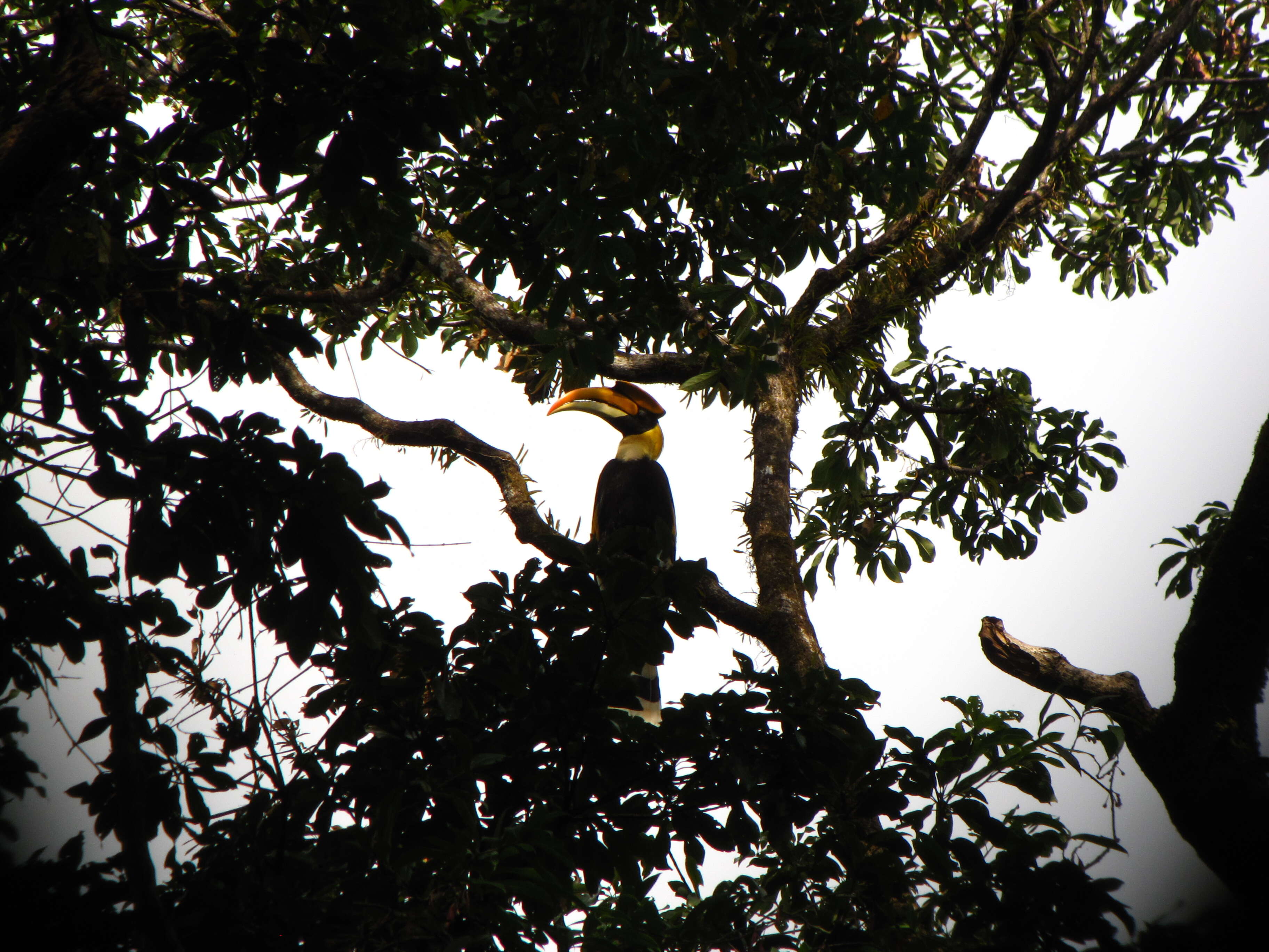 Image of Great Indian Hornbill