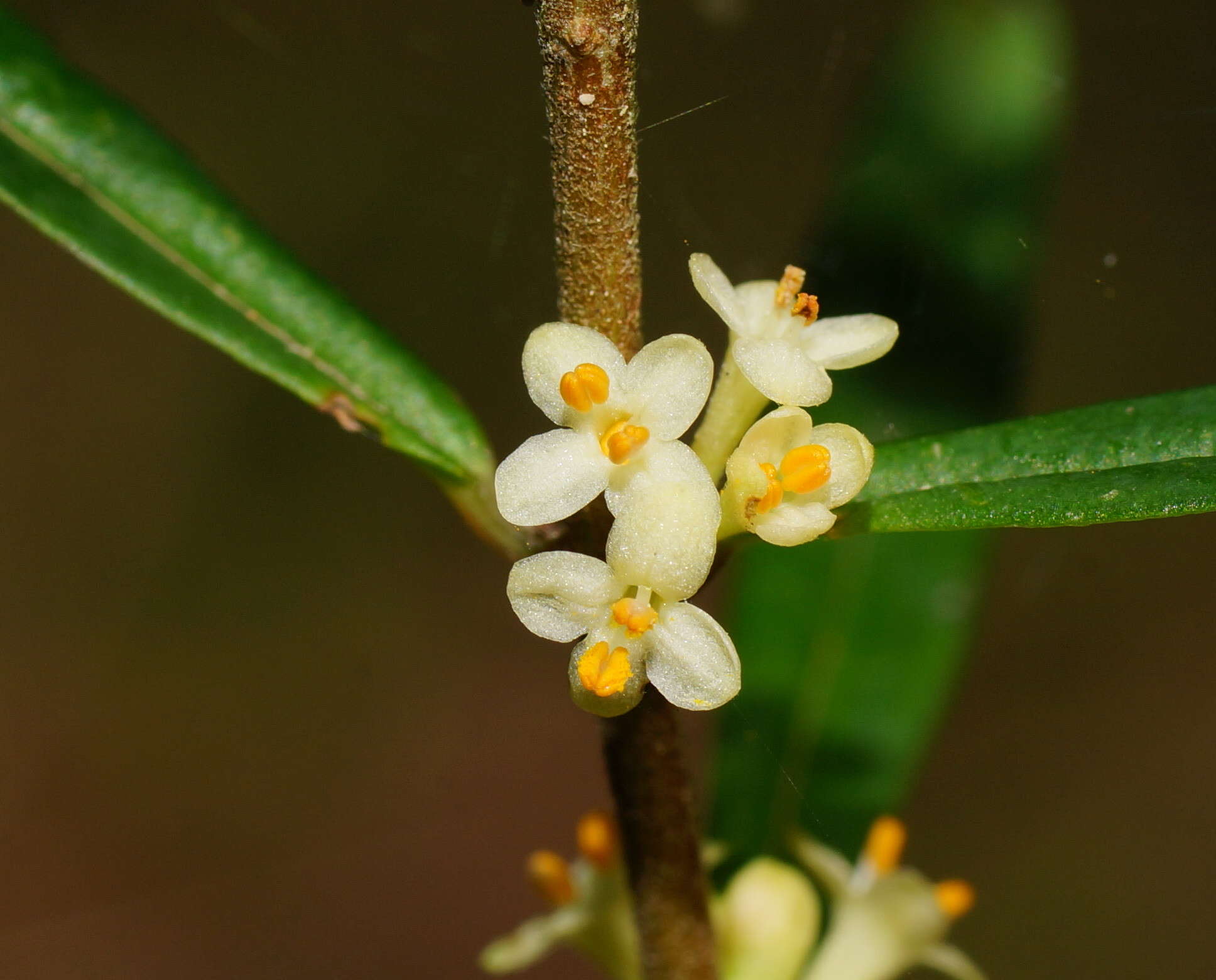 Image of Pimelea axiflora subsp. axiflora