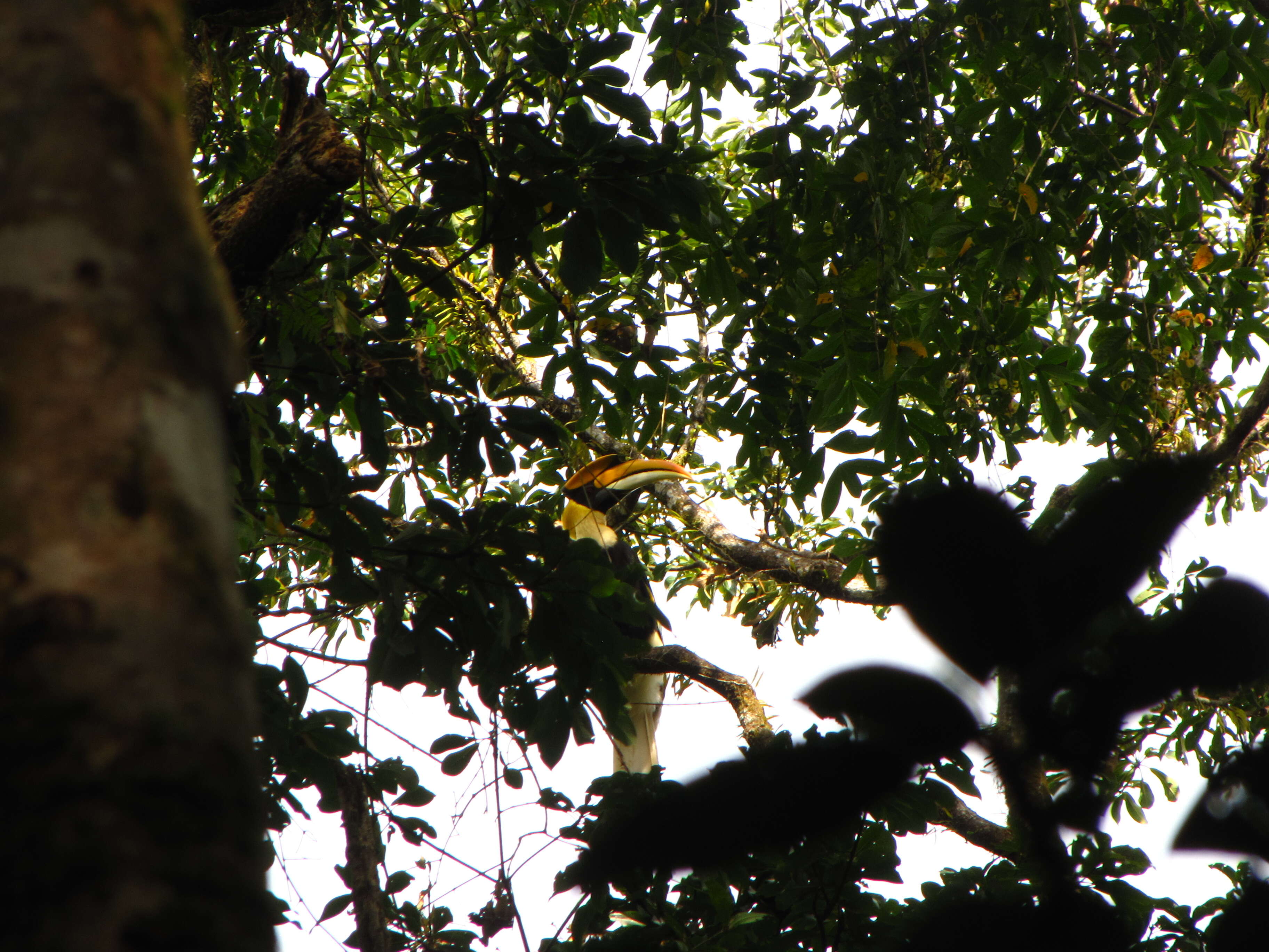 Image of Great Indian Hornbill