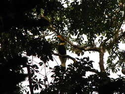 Image of Great Indian Hornbill