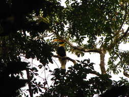 Image of Great Indian Hornbill