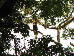 Image of Great Indian Hornbill