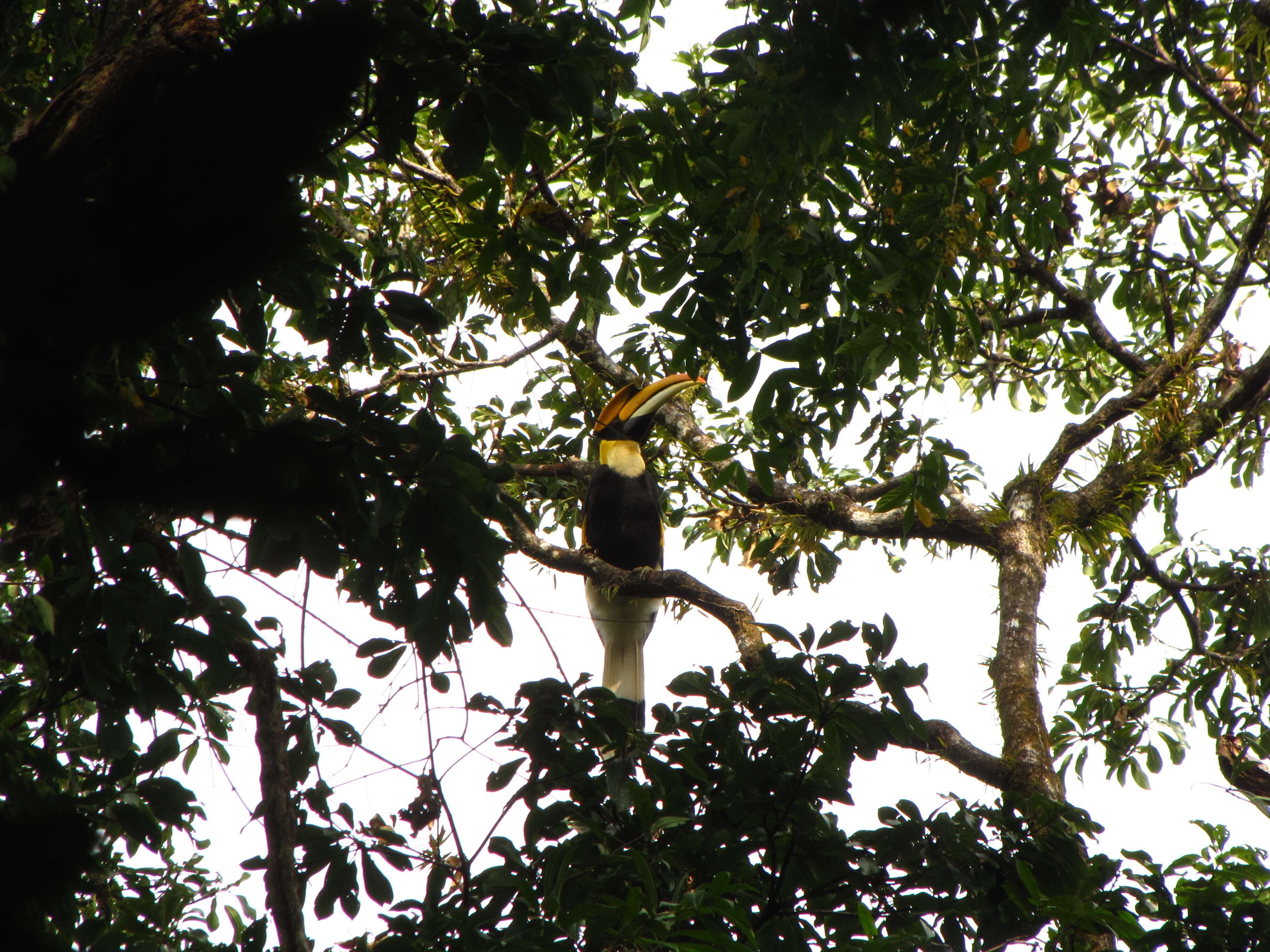 Image of Great Indian Hornbill