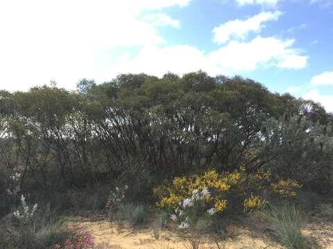 Eucalyptus jucunda C. A. Gardner的圖片