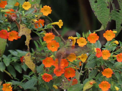 Imagem de Anthocephala Cabanis & Heine 1860