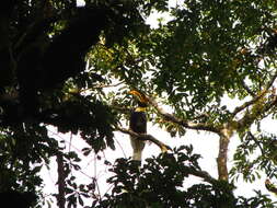 Image of Great Indian Hornbill