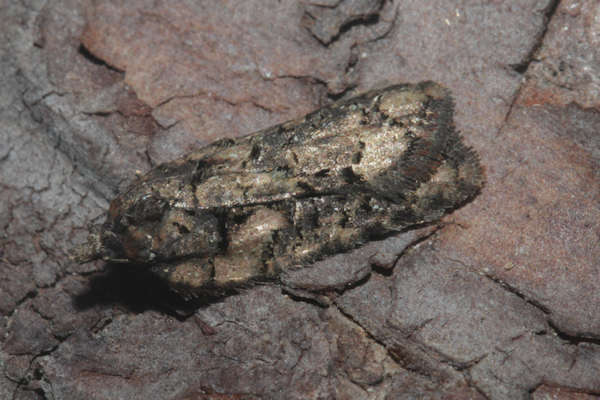 Image of Acleris abietana Hübner 1823