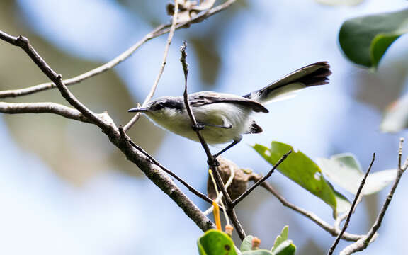 Polioptila plumbea atricapilla (Swainson 1831) resmi