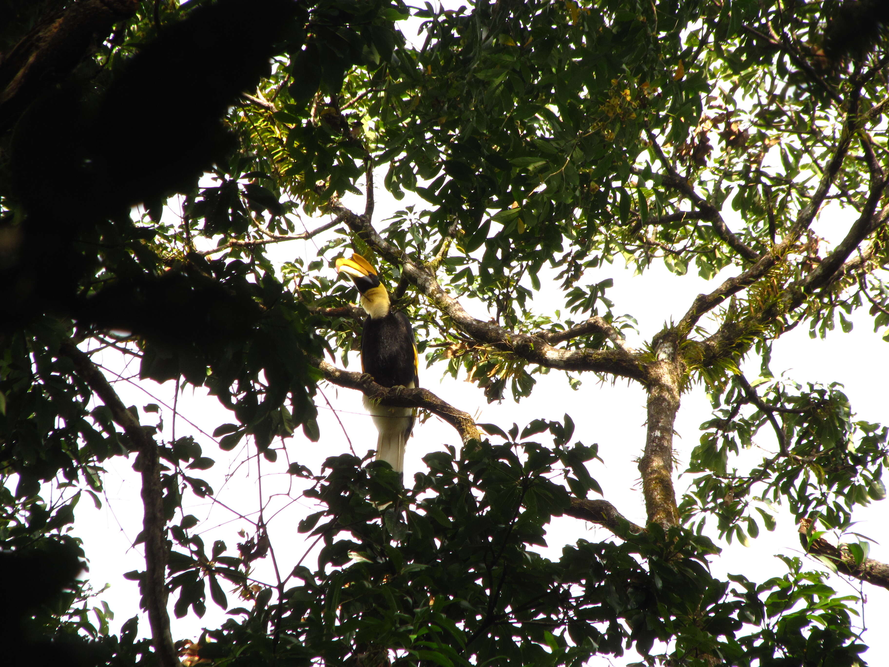 Image of Great Indian Hornbill