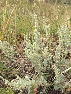 Image of prairie sagewort