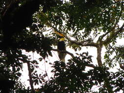 Image of Great Indian Hornbill