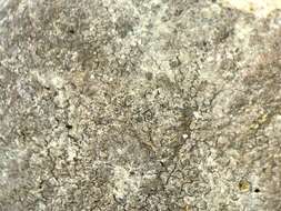 Image of Lakezone lichen