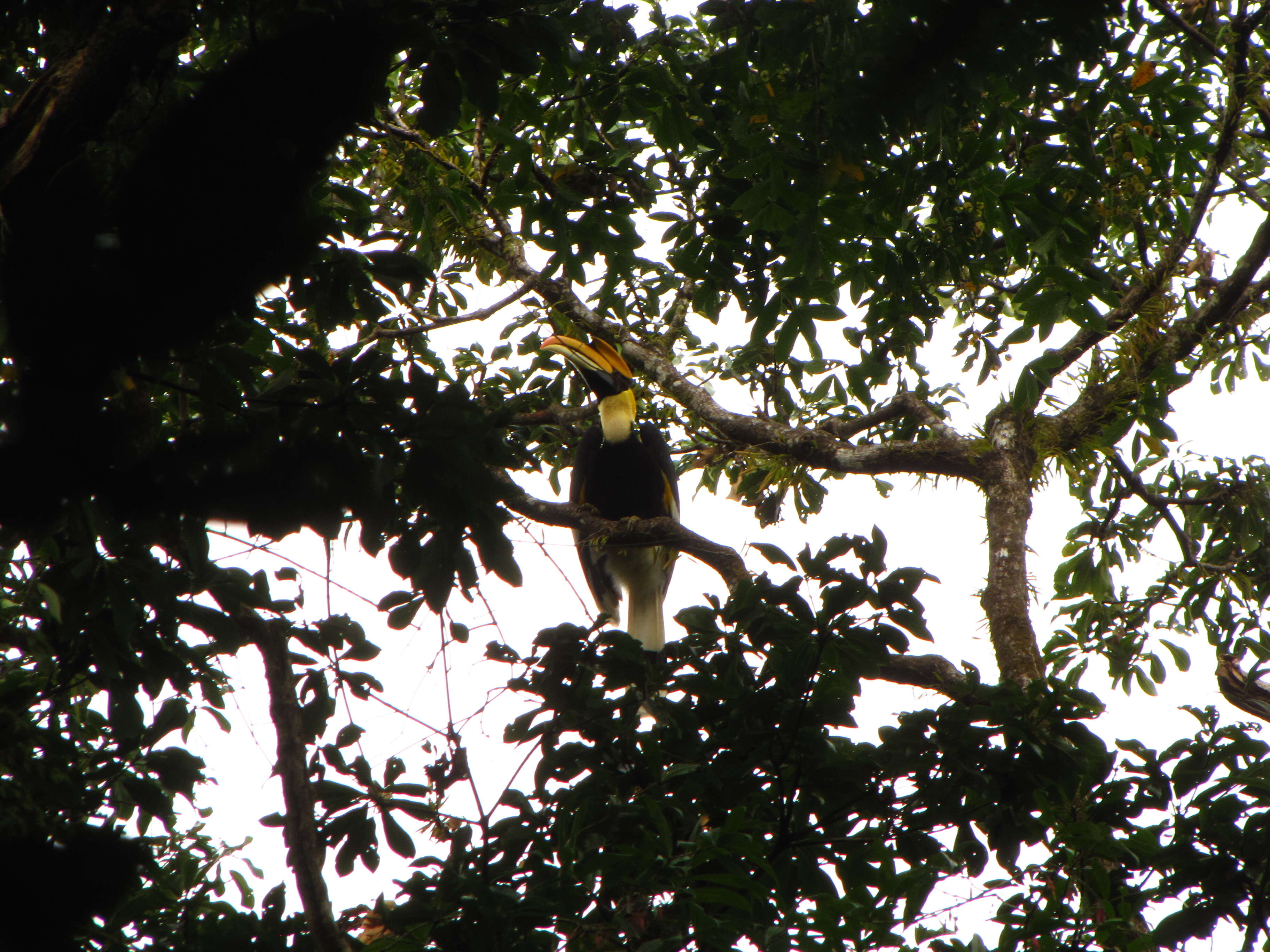 Image of Great Indian Hornbill