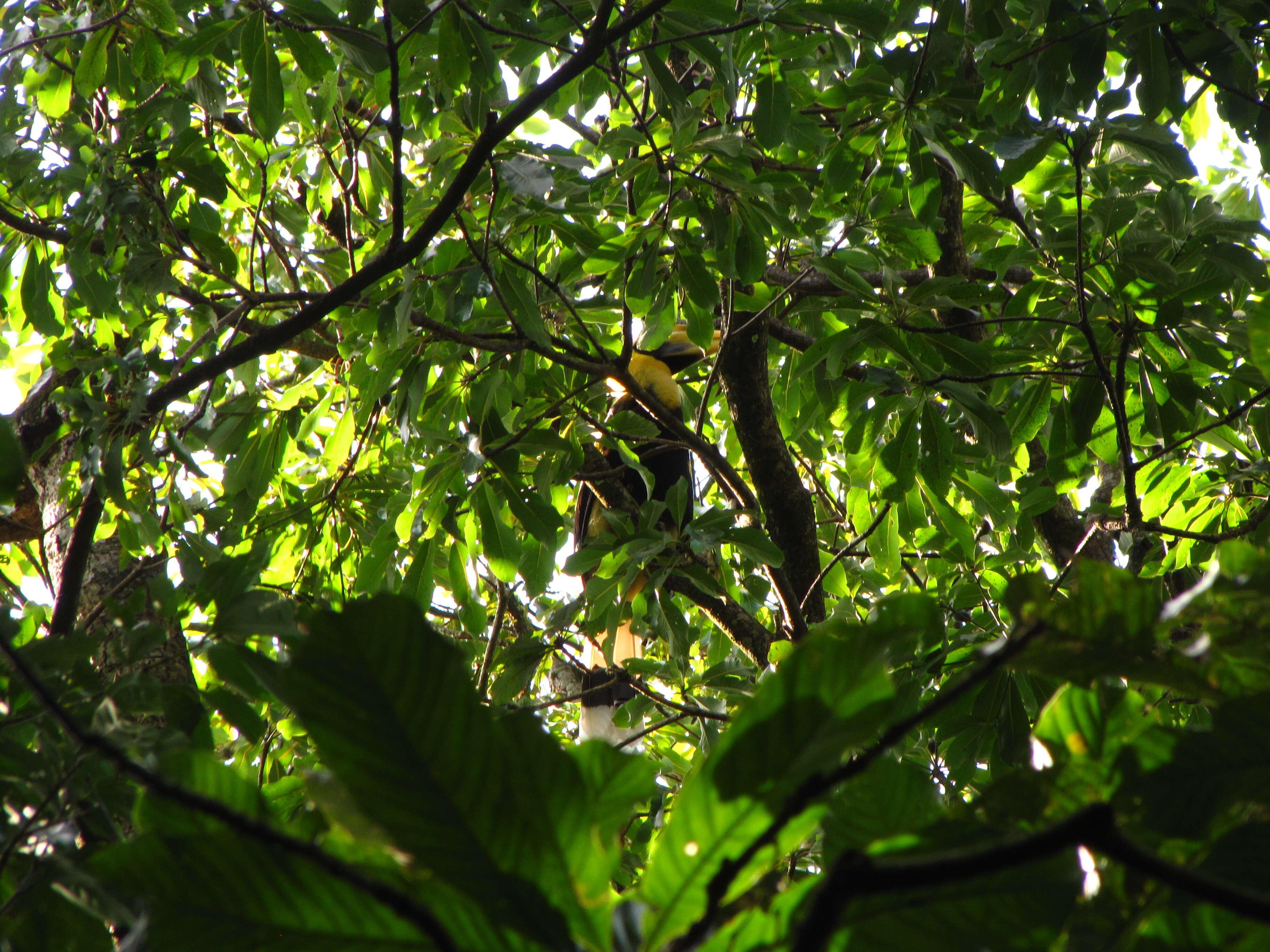 Image of Great Indian Hornbill