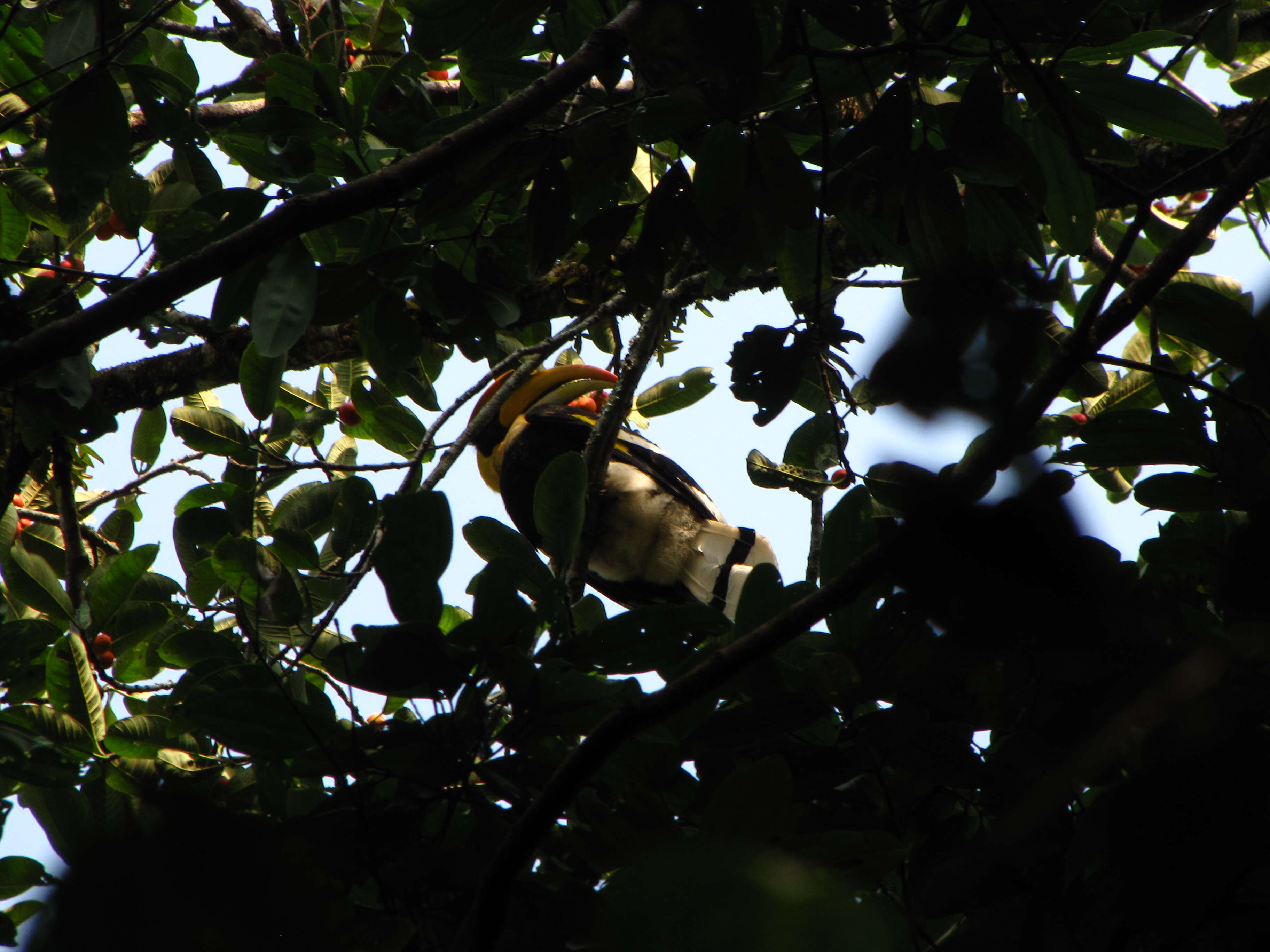 Image of Great Indian Hornbill