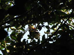 Image of Great Indian Hornbill