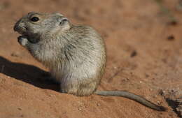 Image of Brants' Whistling Rat