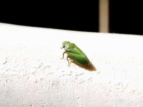 Image of Tettigometra (Tettigometra) virescens Panzer 1799