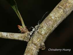 Image of Anaglyptus (Aglaophis) decemmaculatus (Gressitt 1935)