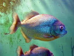 Image of Red-bellied piranha