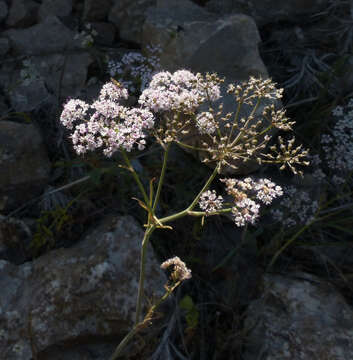 Image of Scaligeria napiformis (Willd. ex Spreng.) Grande