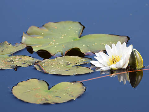 Image of European white waterlily