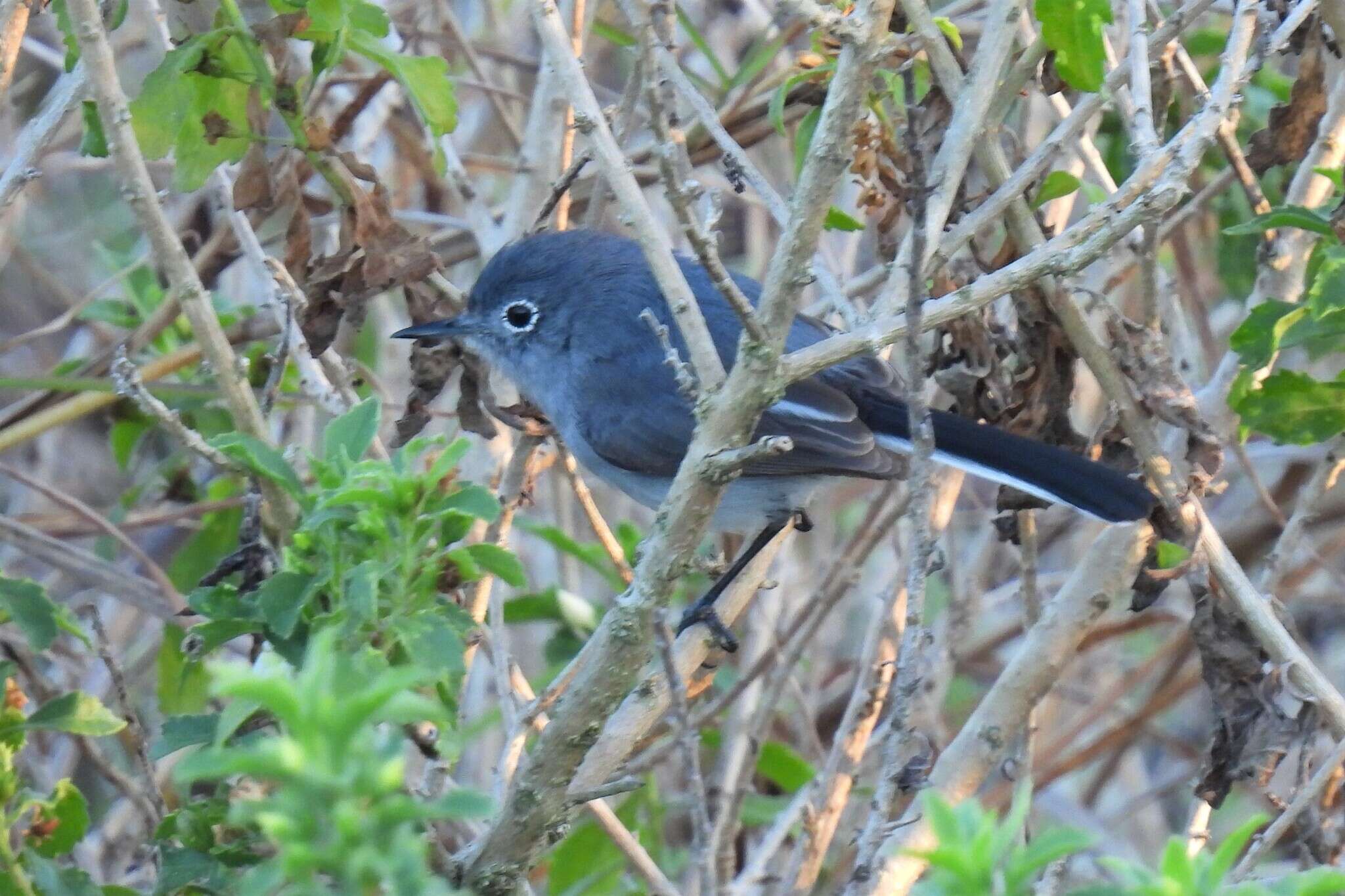 صورة Polioptila caerulea cozumelae Griscom 1926