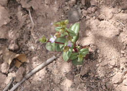 Image of desertmountain blue eyed Mary