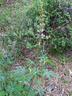 Image of Lupinus latifolius subsp. wigginsii (C. P. Sm.) P. Kenney & D. B. Dunn