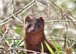 Image of American Mink