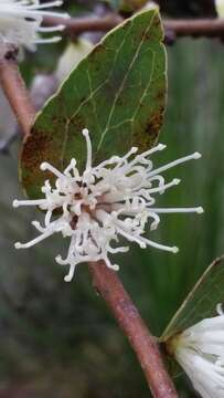 Image of Hakea ferruginea Sweet