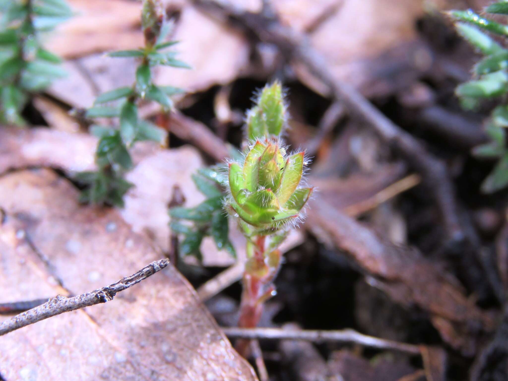 Image of Acrotriche prostrata F. Muell.