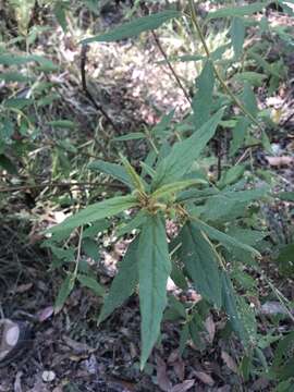 Image of Olearia nernstii F. Müll.