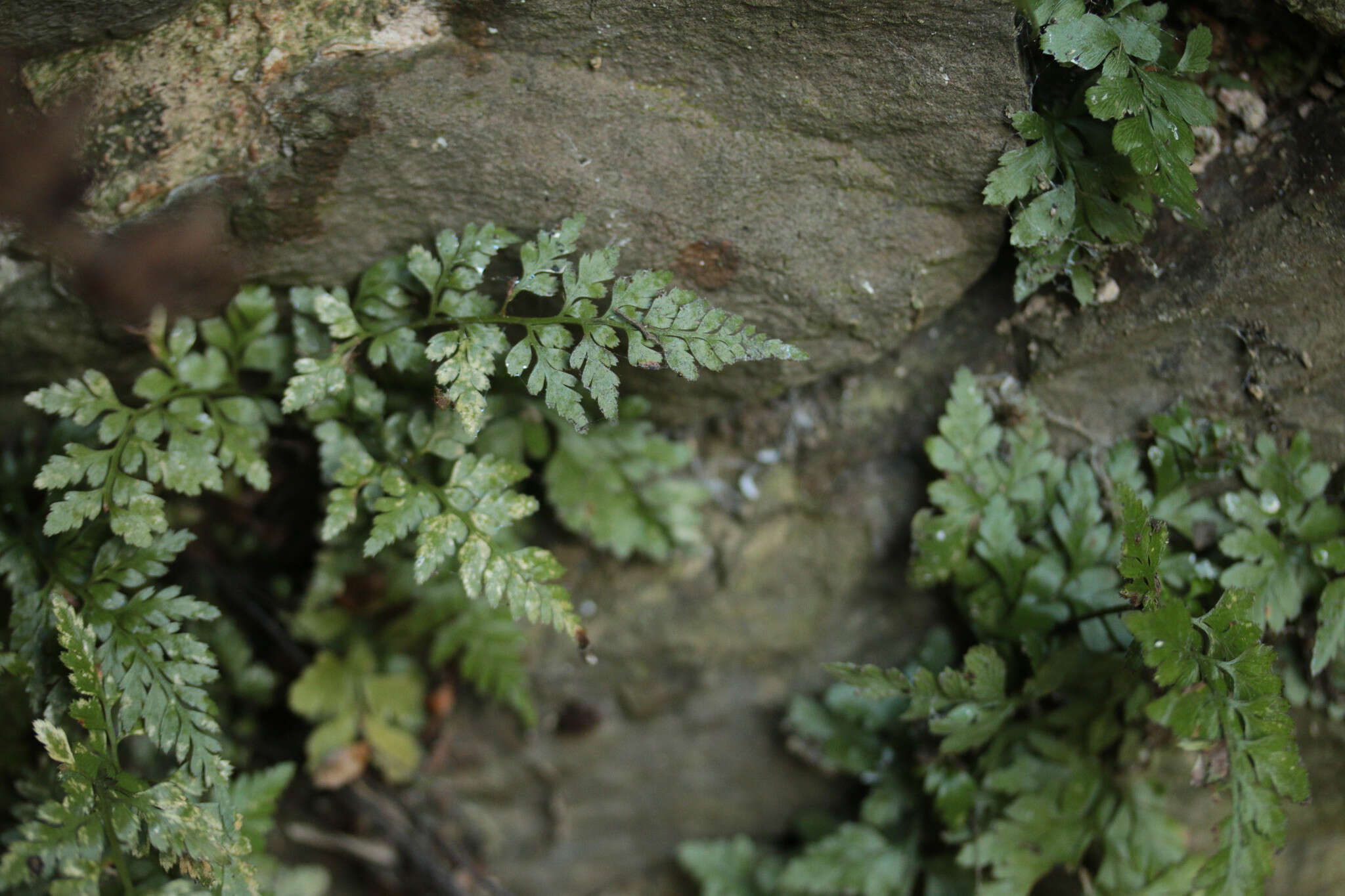 Imagem de Asplenium adiantum-nigrum subsp. adiantum-nigrum