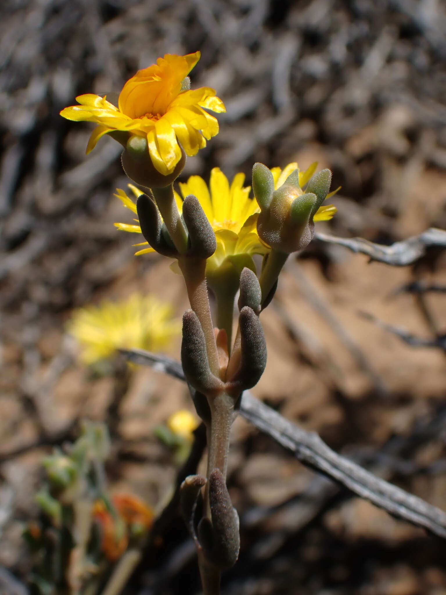 Image of Delosperma acocksii L. Bol.