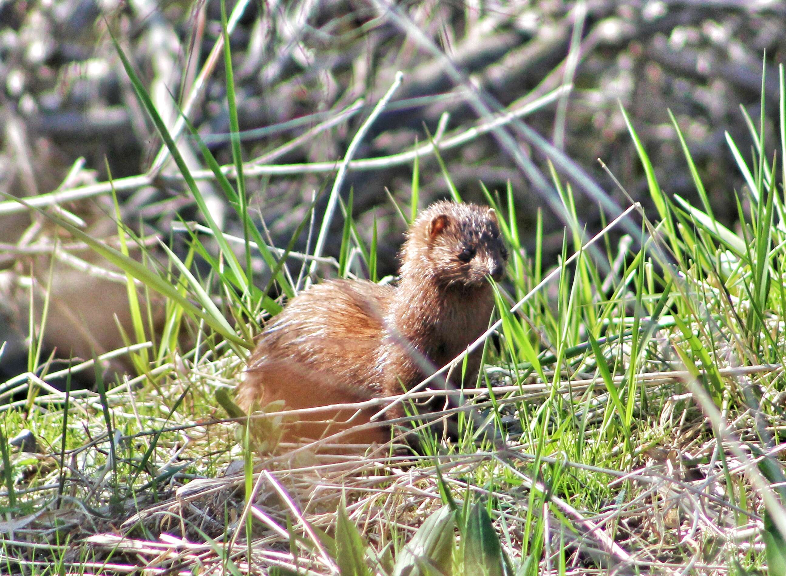 Image of American Mink