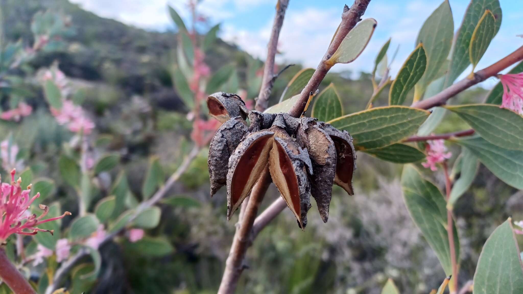 Image de Hakea neurophylla Meissn.