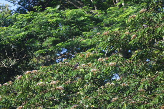 Image of Dusky Parrot