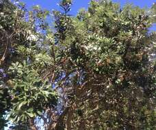 Image of Banksia integrifolia subsp. integrifolia