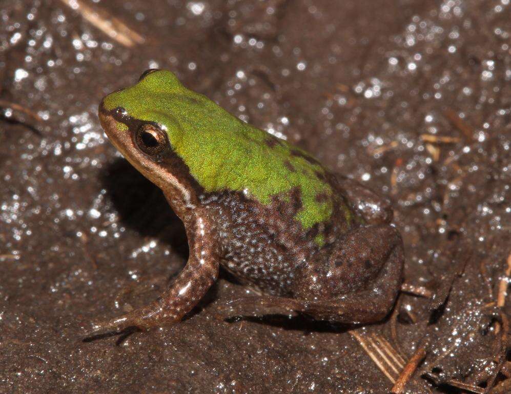 Image of Cacosternum thorini Conradie 2014