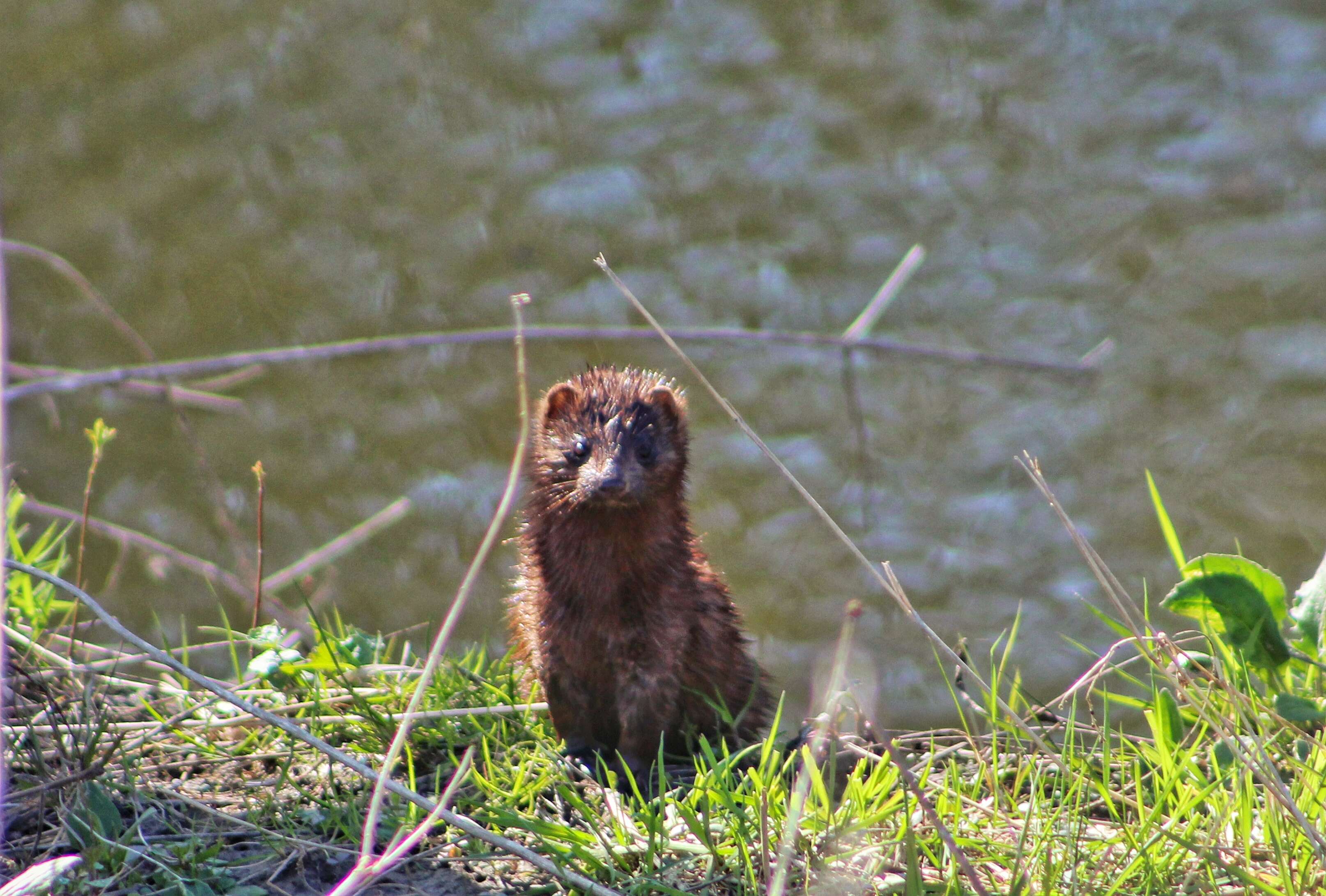 Image of American Mink