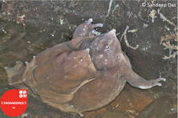 Image of Purple frog