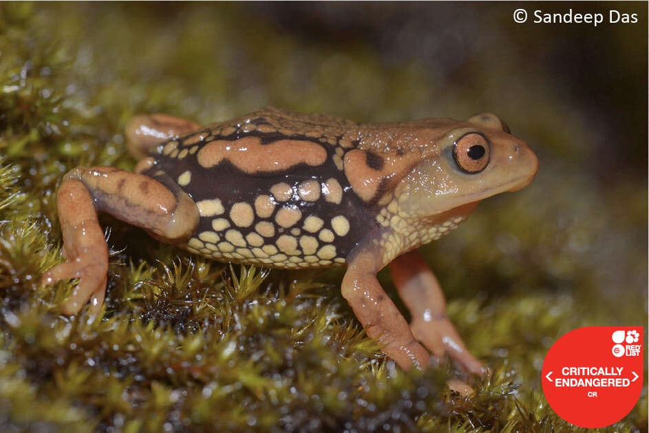 Image of Resplendent Shrubfrog