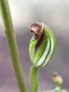 Image of Greenhood orchids