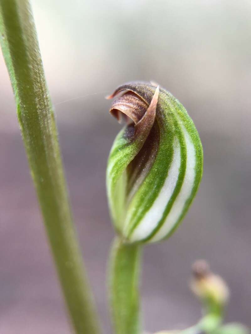 Image of Greenhood orchids