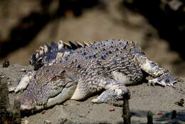 Image of Estuarine Crocodile