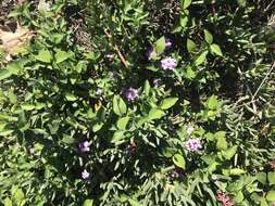 Image of trailing shrubverbena