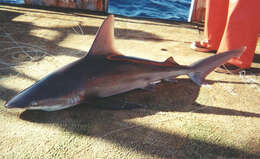 Image of Sandbar Shark