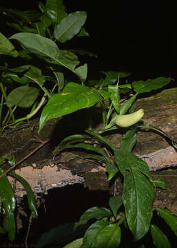 Image of Philodendron propinquum Schott