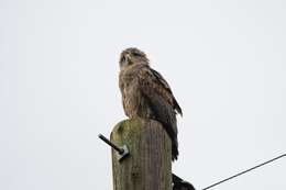 Image of Banded Snake-Eagle